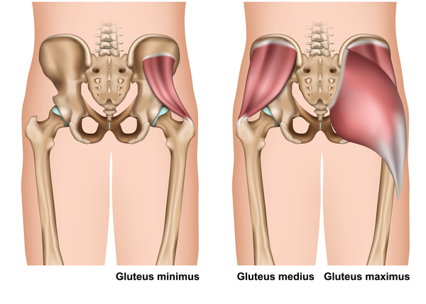 Lower back 2025 glute stretches